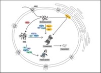 Protein quality control network in the nucleus.