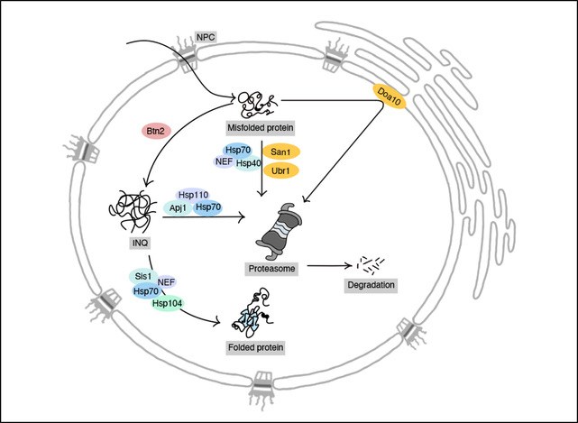 Protein quality control network in the nucleus.