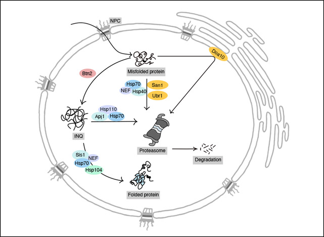 Protein quality control network in the nucleus.