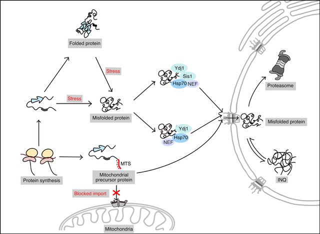 Nuclear targeting of cytoplasmic proteins.