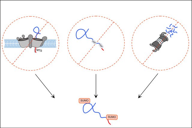 SUMOylation of mitochondrial proteins.