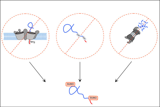 SUMOylation of mitochondrial proteins.