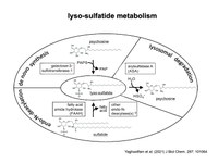 iyso_sulfatide_metabolism.jpeg