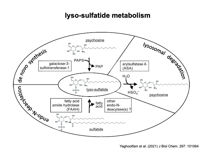 iyso_sulfatide_metabolism.jpeg