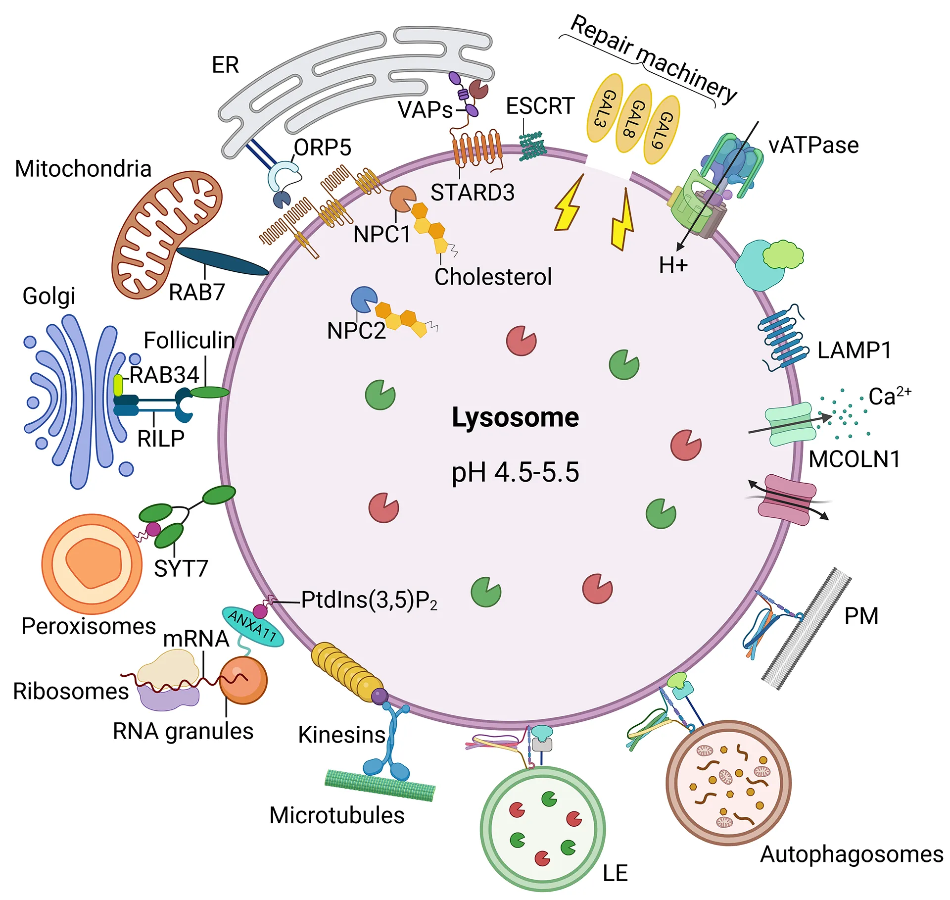 Lysosome structure_whitebackground